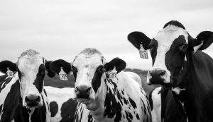 New animal import restriction